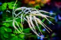 Aruncus Dioicus one