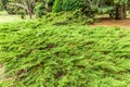 Close up of aRussian Arborvitae, Microbiota decussata