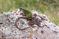 Green lizard on rock Royalty Free Stock Photo