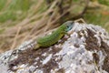 Green lizard on rock Royalty Free Stock Photo
