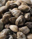 A close-up of asari clams Royalty Free Stock Photo