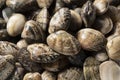 A close-up of asari clams Royalty Free Stock Photo