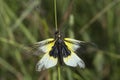 Close-up of Ascalaphus libelluloides, Owlfly Royalty Free Stock Photo