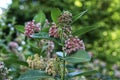 Asclepias syriaca. Green flower buds of a common milkweed. Royalty Free Stock Photo