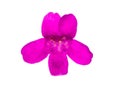 Close up Ash Plant, Barometer Brush, Purple Sage, Texas Ranger flower Royalty Free Stock Photo