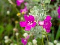 Close up Ash Plant, Barometer Brush, Purple Sage, Texas Ranger flower with leaves Royalty Free Stock Photo