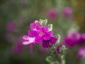 Close up Ash Plant, Barometer Brush, Purple Sage, Texas Ranger flower Royalty Free Stock Photo