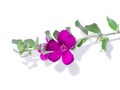 Close up Ash Plant, Barometer Brush, Purple Sage, Texas Ranger flower with leaves Royalty Free Stock Photo