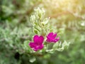 Close up Ash Plant, Barometer Brush, Purple Sage, Texas Ranger flower with leaves Royalty Free Stock Photo