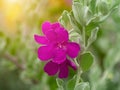 Close up Ash Plant, Barometer Brush, Purple Sage, Texas Ranger flower with leaves Royalty Free Stock Photo