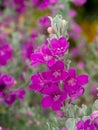 Close up Ash Plant, Barometer Brush, Purple Sage, Texas Ranger flower with leaves Royalty Free Stock Photo