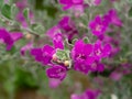 Close up Ash Plant, Barometer Brush, Purple Sage, Texas Ranger flower with leaves Royalty Free Stock Photo