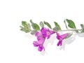 Close up Ash Plant, Barometer Brush, Purple Sage, Texas Ranger flower with leaves Royalty Free Stock Photo