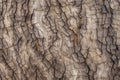 close-up of ash tree bark with visible texture Royalty Free Stock Photo