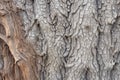 close-up of ash tree bark with visible texture Royalty Free Stock Photo
