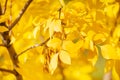 Close up of ash tree yellow leaves in autumn