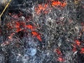Close up of ashes, flames and smoke from burnt leaves, detailed structure Royalty Free Stock Photo