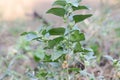 Ashwagandha fruit on plant Withania somnifera
