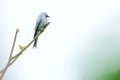 Ashy Drongo Royalty Free Stock Photo