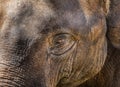 Close up asia elephant eye Royalty Free Stock Photo
