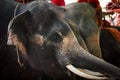 close up asia male elephant head with beautiful ivory