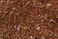 Close up of asia raw rice grain and dry rice background Royalty Free Stock Photo