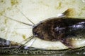 A Close up of Asian Air Breathing freshwater catfish in waterless pond. Royalty Free Stock Photo