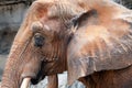 Close up of Asian Brown elephant in profile