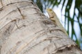 Close-up Asian chameleon on the stump coconut tree. Royalty Free Stock Photo