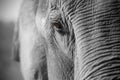 Close up of an Asian elephant Royalty Free Stock Photo