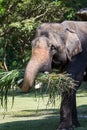 Close up of Asian elephant eating grass Royalty Free Stock Photo