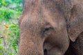 Close-up of an asian elephant head, Sri Lanka