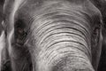 Close up Asian elephant head ,Thailand Royalty Free Stock Photo