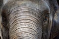 Close up Asian elephant head ,Thailand Royalty Free Stock Photo