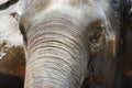 Close up Asian elephant head ,Thailand Royalty Free Stock Photo