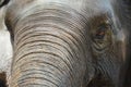 Close up Asian elephant head ,Thailand Royalty Free Stock Photo