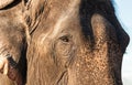 Close up Asian elephant head. Asian Elephant in Thailand, Elephant Nature Park, Thailand. Female elephant standing on nature Royalty Free Stock Photo