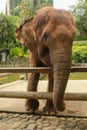 A close up of an Asian elephant\'s trunk