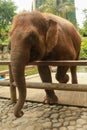 A close up of an Asian elephant\'s trunk