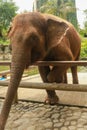 A close up of an Asian elephant\'s trunk