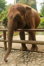 A close up of an Asian elephant\'s trunk