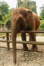 A close up of an Asian elephant\'s trunk