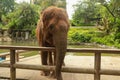 A close up of an Asian elephant\'s trunk