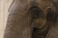Close up Asian elephant trunk