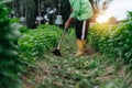 Close up Asian farmer gowing grass in fields. Sufficiency Agriculture Concept Royalty Free Stock Photo