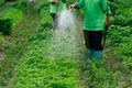 Close up Asian farmer watering sprout vegetable with rubber tube in fields. Sufficiency Agriculture Concept