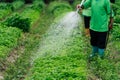 Close up Asian farmer watering sprout vegetable with rubber tube in fields. Sufficiency Agriculture Concept