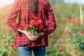 Close up of Asian Farmers woman holding the rose bush in Rose Garden