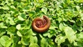 Close-up Asian giant millipedes curled up, spherical, curled on green grass in the sunny day. Nature background. .
