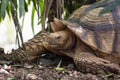 Close up Asian giant and Sulcata tortoise Grab the grass in the Royalty Free Stock Photo